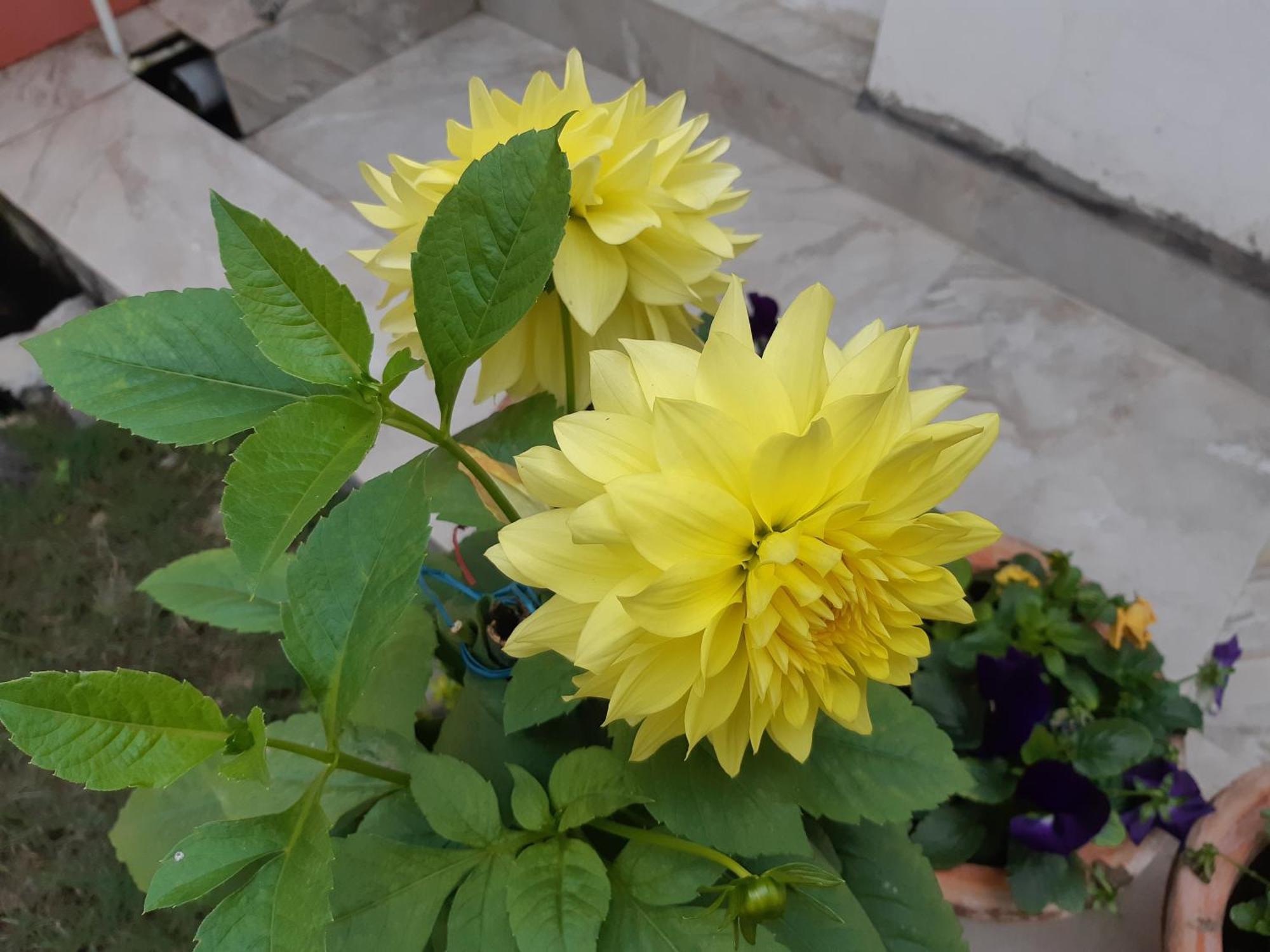Fully Furnished Ish, Atithya Homestay With Various Amenities And Free Services In Lucknow, India Eksteriør bilde